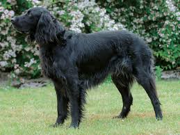 犬を家族に迎える前に